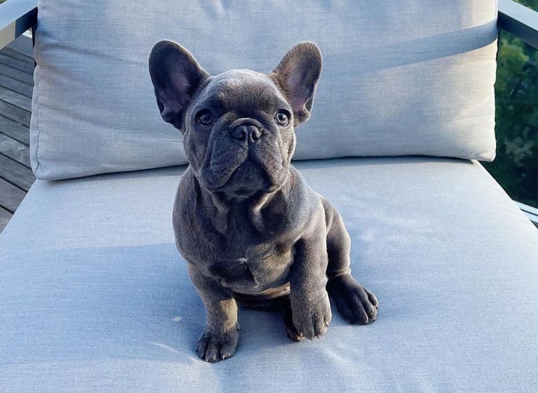 A Solid Blue Frenchie puppy sitting
