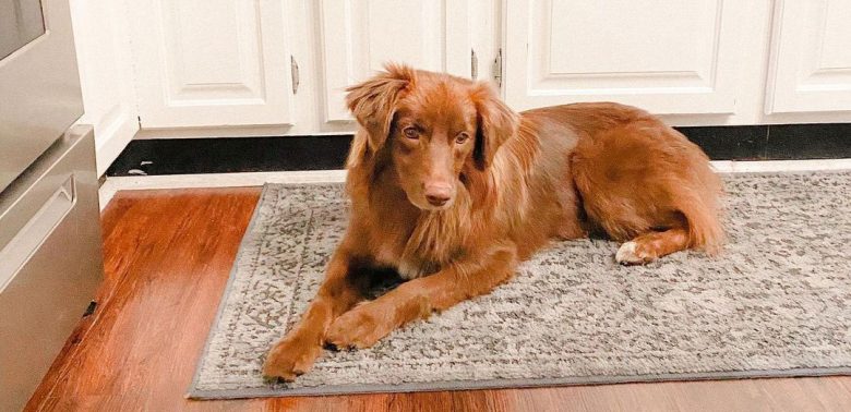 Solid red Australian Shepherd dog lying on the carpet