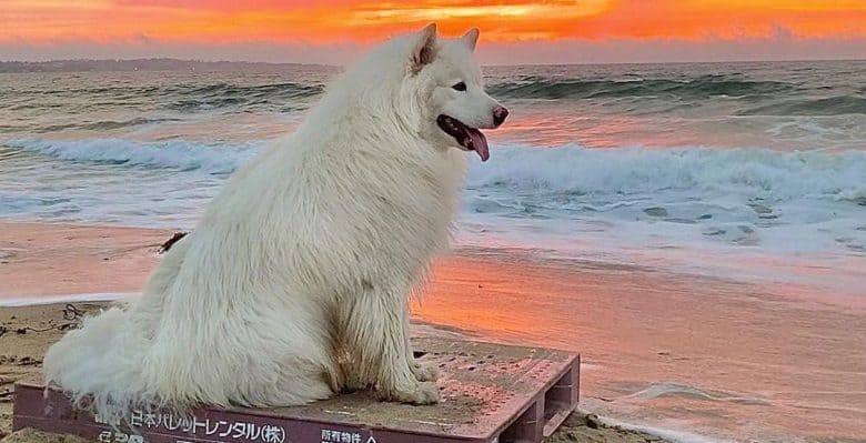 Solid white Alaskan Malamute dog chilling on the beach