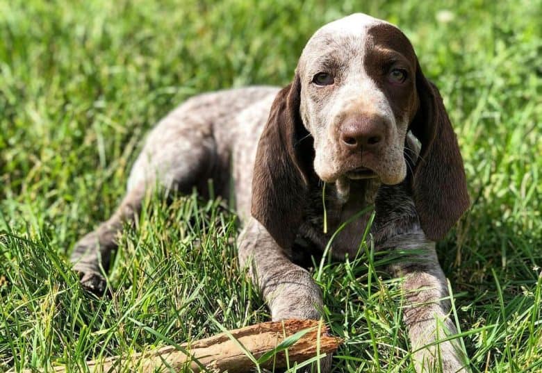 Spanish Pointer dog lying on the grass