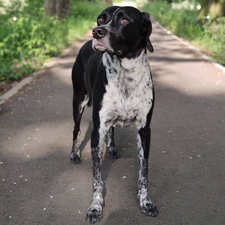 Spanish Pointer dog portrait