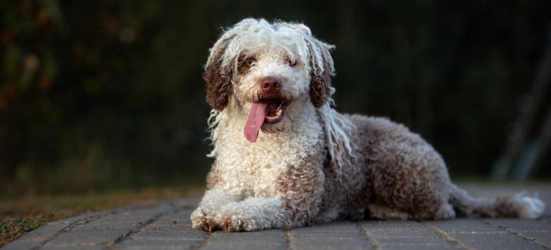 Spanish Water dog lying on the pavers