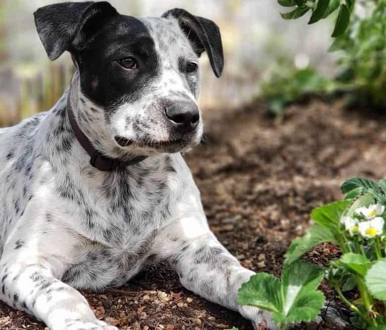 Blue Heeler mix: Every dog guide to this unique yet fido - K9 Web