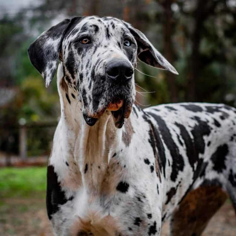 A bi-eye Harlequin Great Dane standing