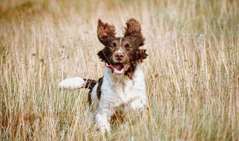 Springer Spaniel dog running on the brushland