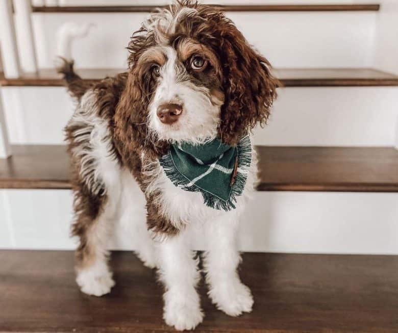 Springer Spaniel Poodle mix dog portrait