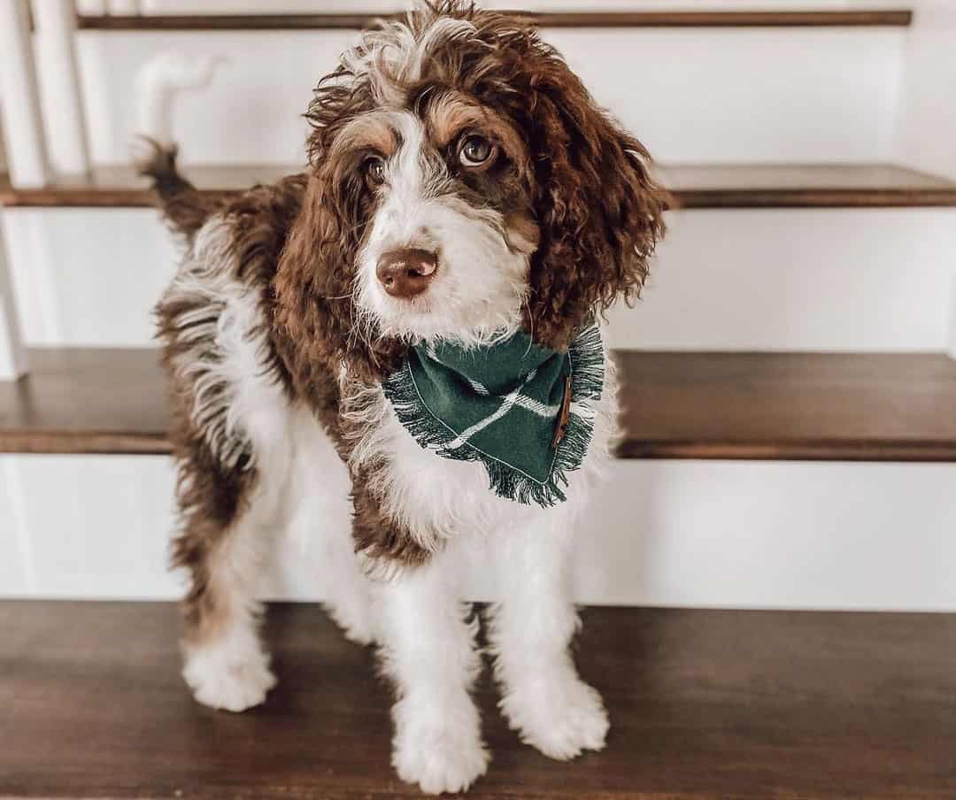 More Than 50 Of The Best Poodle Mix Dogs K9 Web