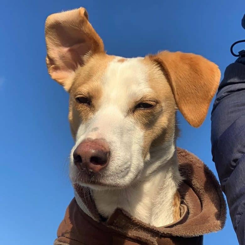 Basenji lab mix sale