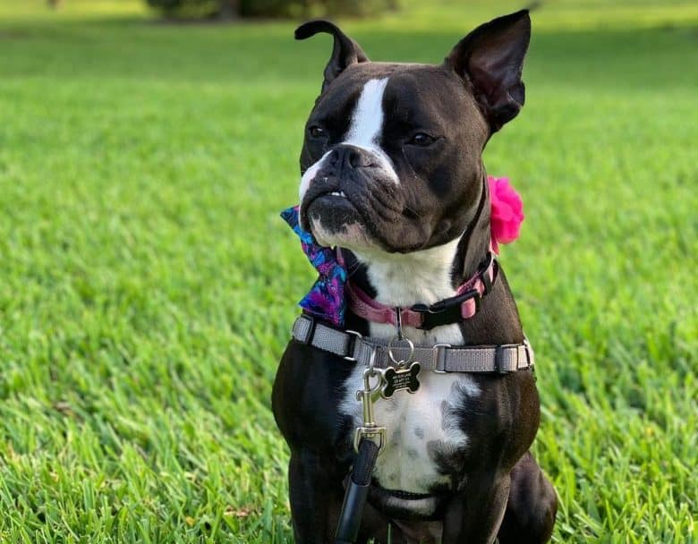 A sassy Boston Boxer wearing a bow and flower