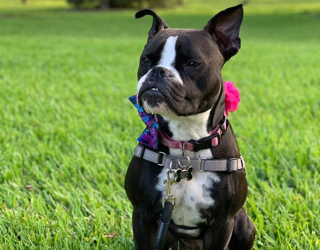 boxer terrier boxer terrier