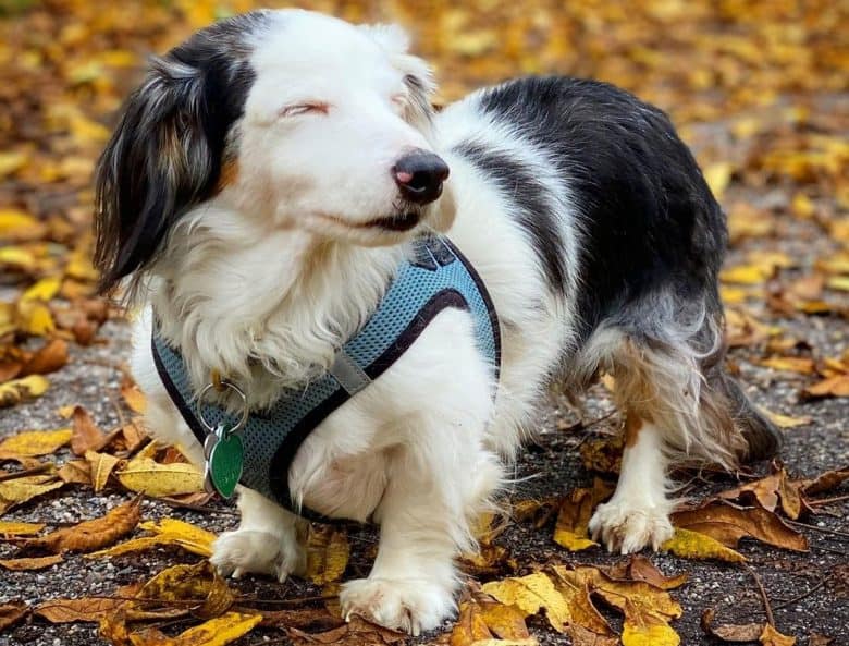 long haired double dapple mini dachshund