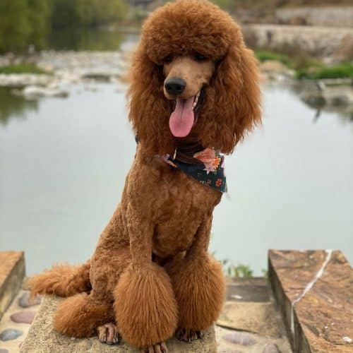 26 Best Dog Foods for Poodles 2023 (Premium & Budget) K9 