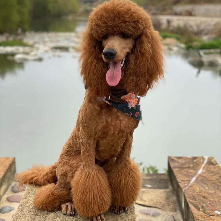 26 Best Dog Foods for Poodles 2023 (Premium & Budget) K9 