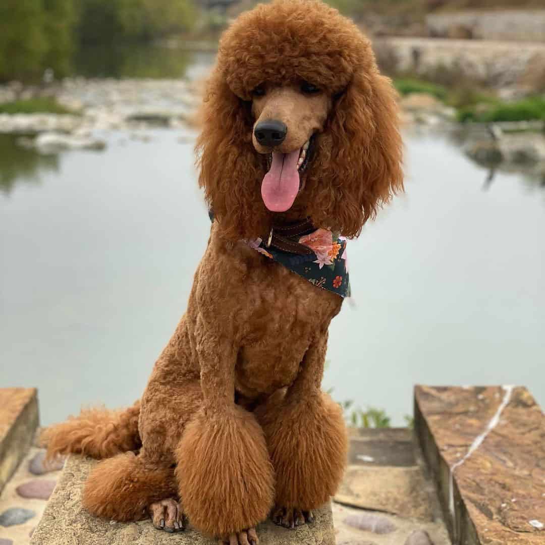 26 Best Dog Foods for Poodles 2023 (Premium & Budget) K9 