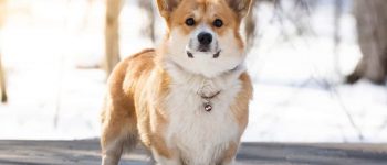 a charming Corgi standing