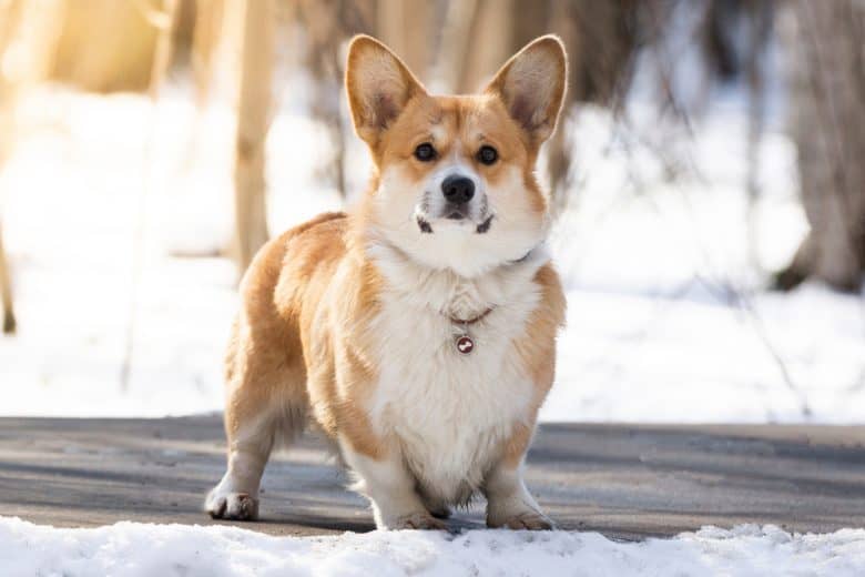 A charming Corgi standing outside on a snowy day