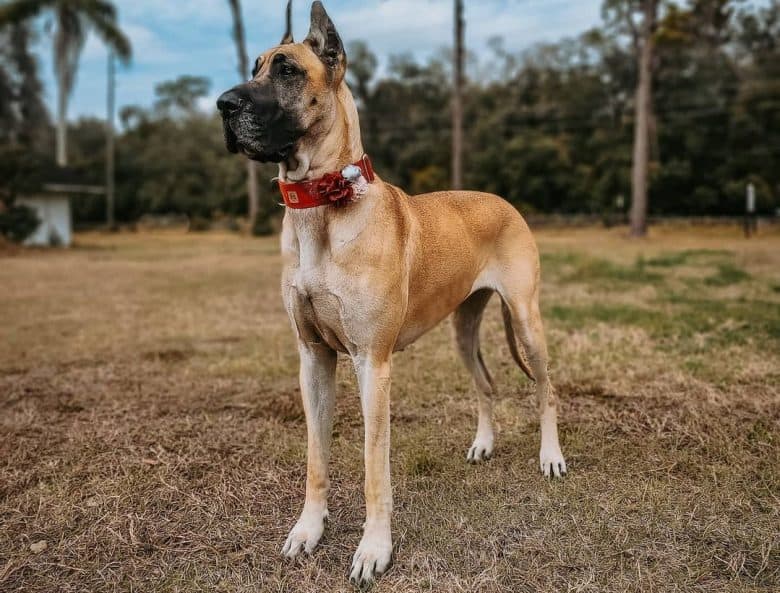 A full body shot of a Fawn Great Dane standing