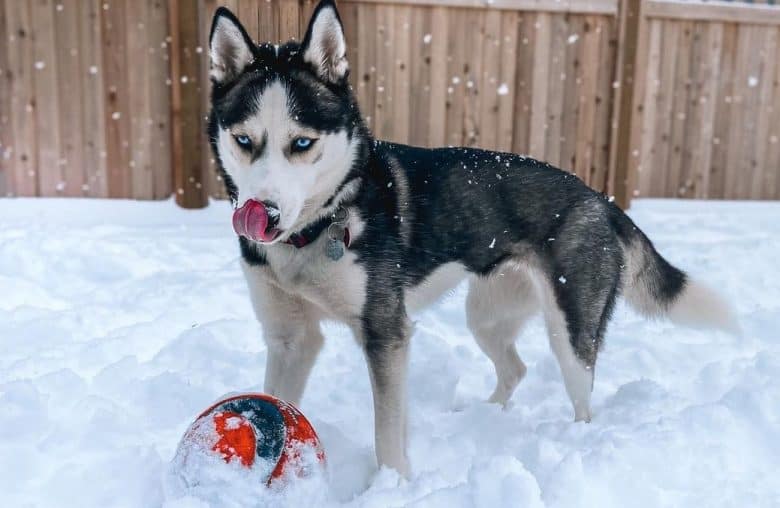 A Husky licking its face while playing with a ball in a snowy day