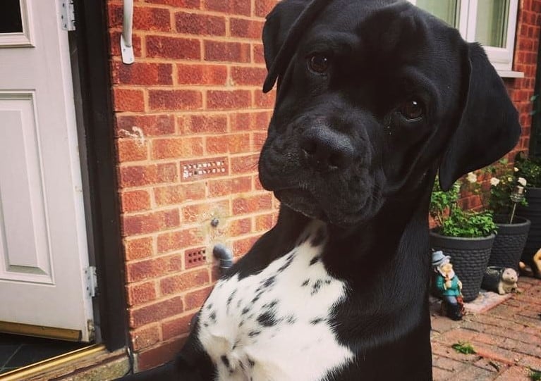 A proud Pugmatian standing