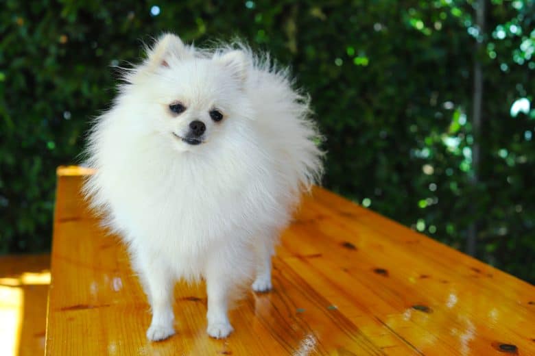 a portrait image of a White Pom standing