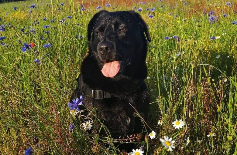 A black Labrador laying on a flower field