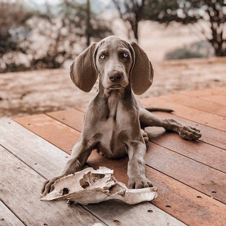 Gray Weimaraner puppy with blue eyes on a wooden floor