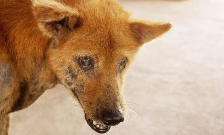 Stray dog gets skin disease