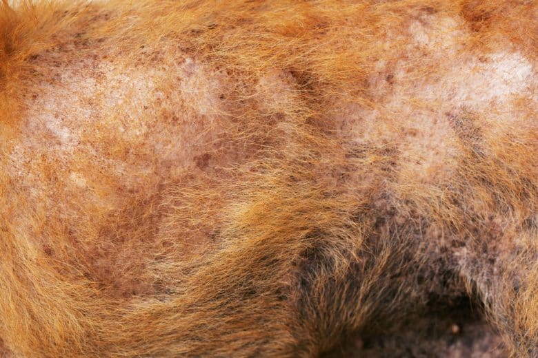 Stray dog having hair loss due to skin disease