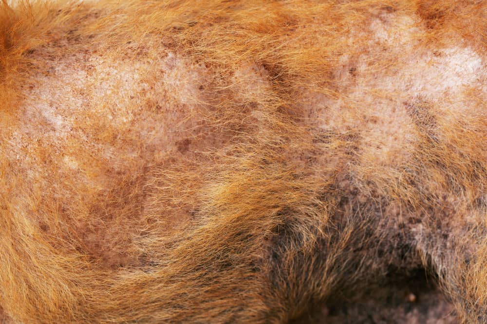How Many Dog Skin Problems Can Your Pup Get? K9 Web