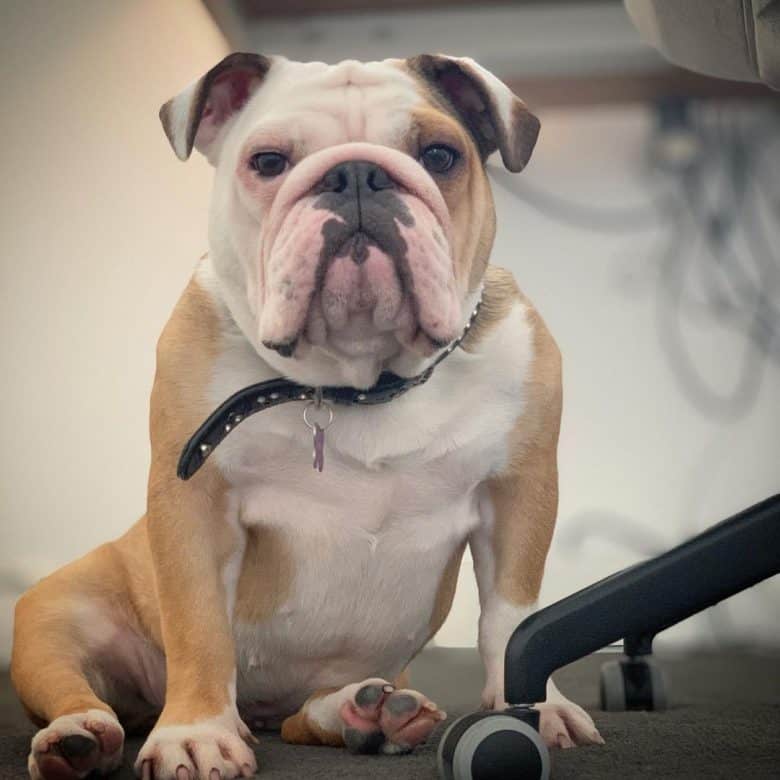 A sitting strong Bulldog