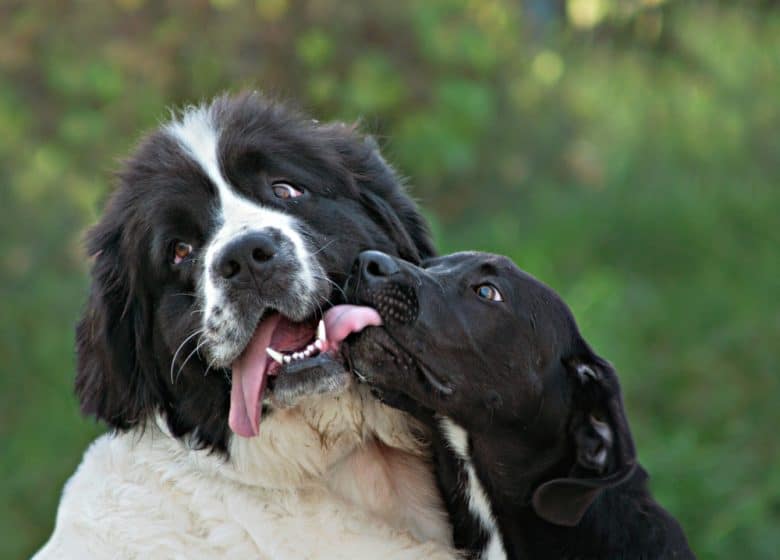 A couple of dogs loving each other