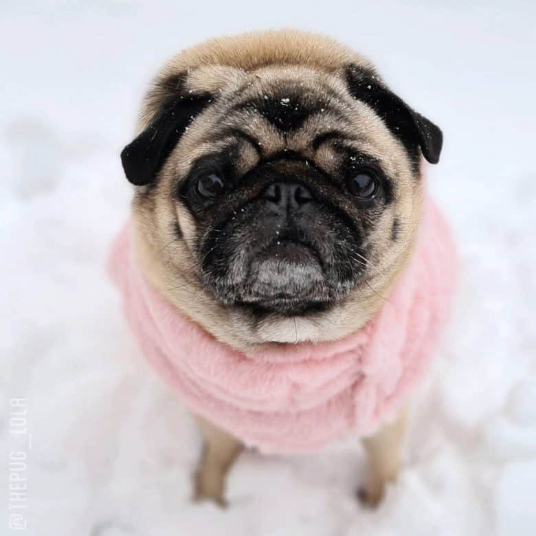Ein Rehmops, der einen rosa Pullover trägt und auf dem Schnee steht