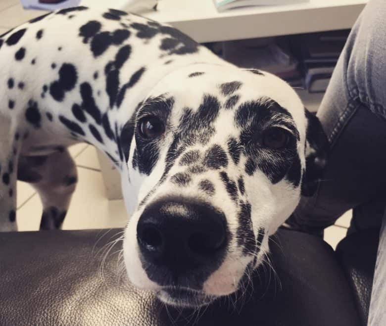 A cute Grey Houndmatian dog