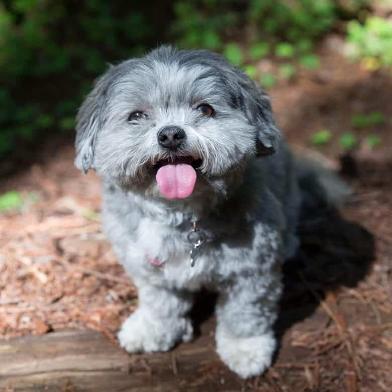 A cuddly La Pom smiling while on a walk