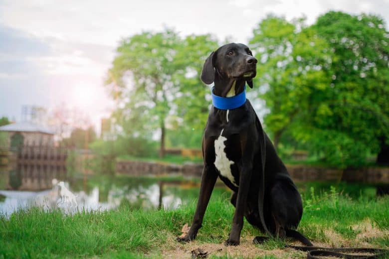 A proud Dobermatian wearing a blue neck band sitting on a green field