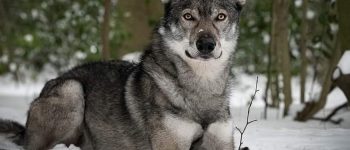 A Tamaskan dog laying on the snow