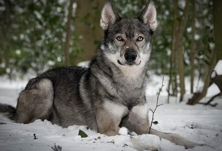 tamaskan-dog-all-you-need-to-know-about-the-finnish-wolfdog-k9-web