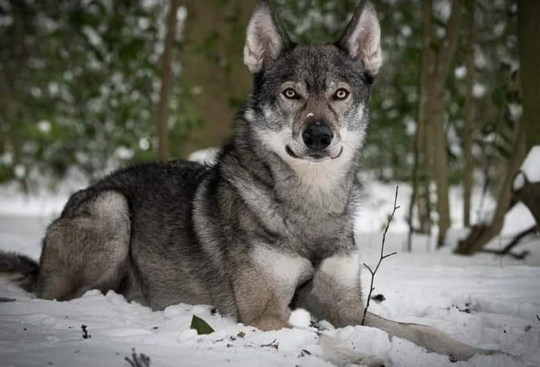 A Tamaskan dog laying on the snow