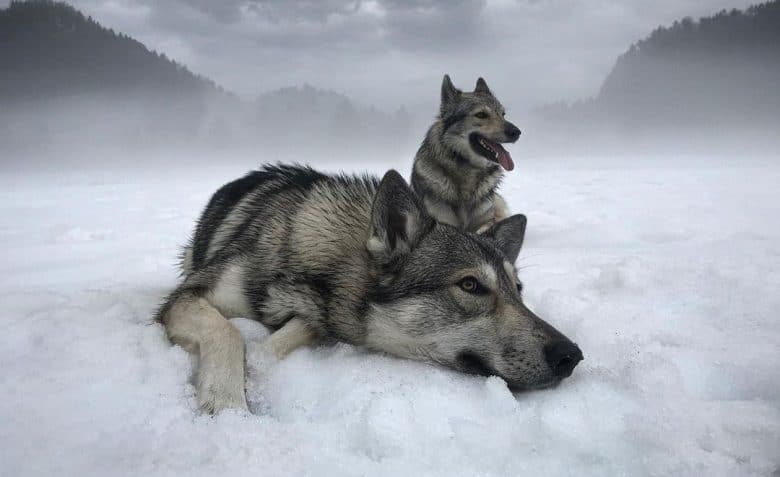 Tamaskan dogs loves to hang out in the snowfield