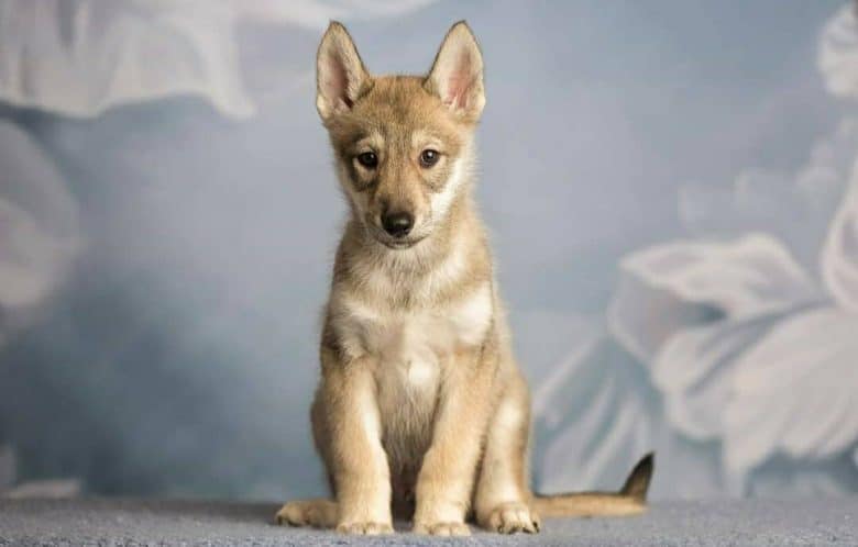 A Tamaskan puppy with pointed ears up