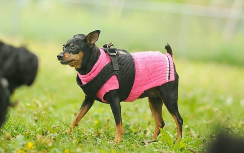 A full grown Teacup Miniature Pinscher wearing a pink sweater standing on a meadow