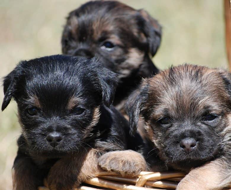 Three adorable Border Terrier puppies inside the basket
