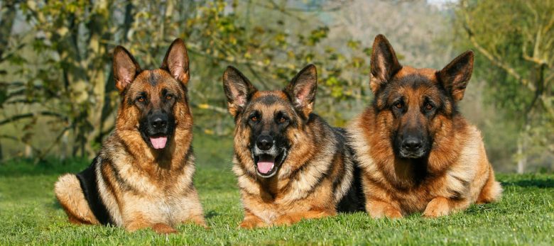 Three adult German Shepherd dogs lying on the grass