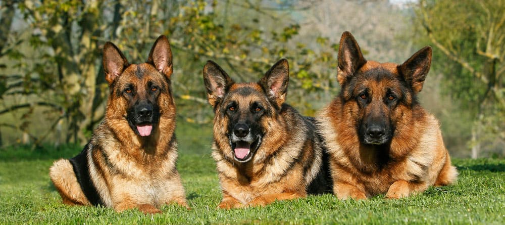 Beautiful view of Successful Implementation Of Grain Free Diet German Shepherd