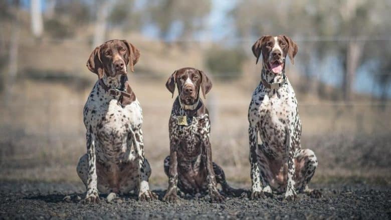 Three German Shorthaired Pointer siblings sitting on the ground