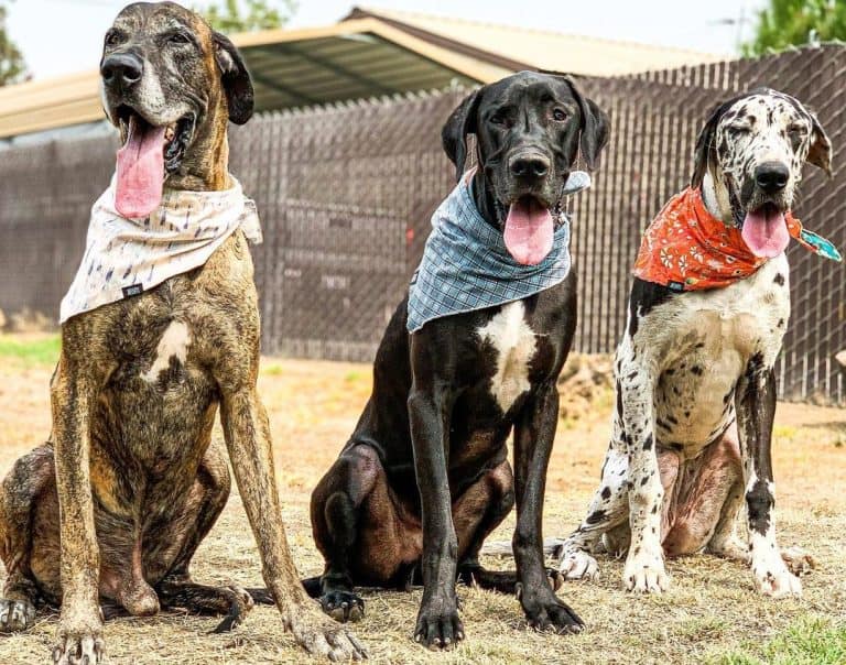 Great Dane Colors The Standard & Rare Great Dane Coat Colors K9 