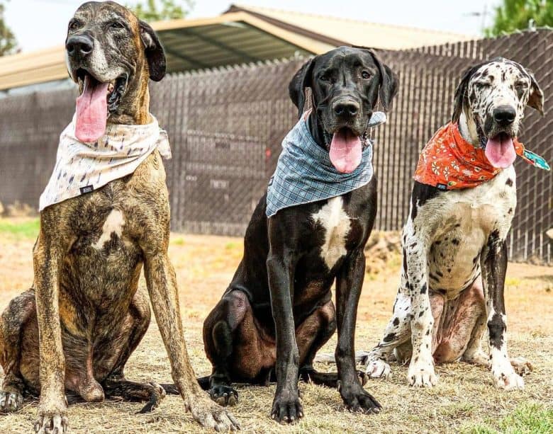Three Great Danes sitting and wearing a bandana collar