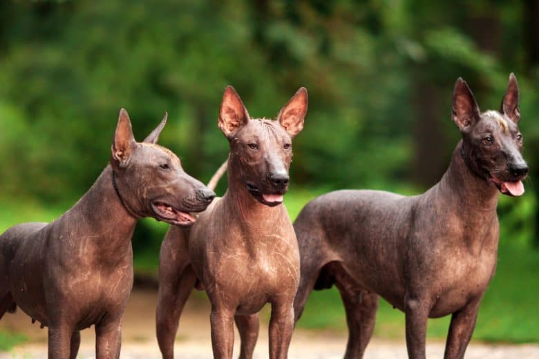 Three standing Xoloitzcuintli dogs outdoors