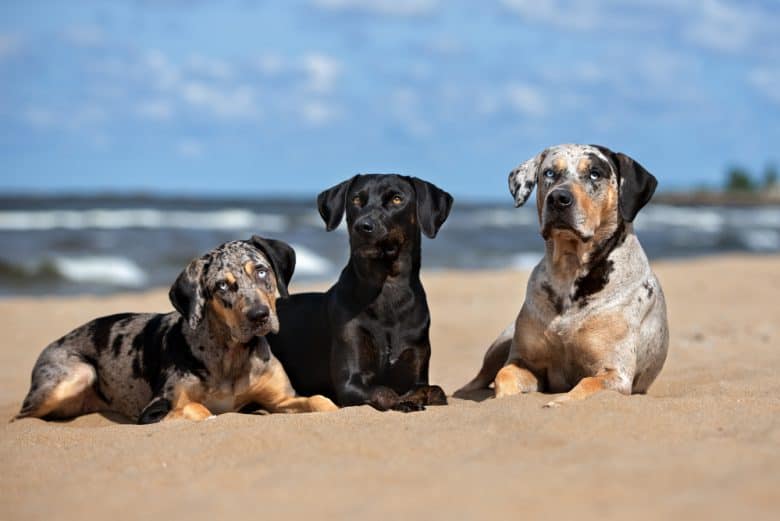 three Louisiana Catahoula Leopard dogs with different coat colors