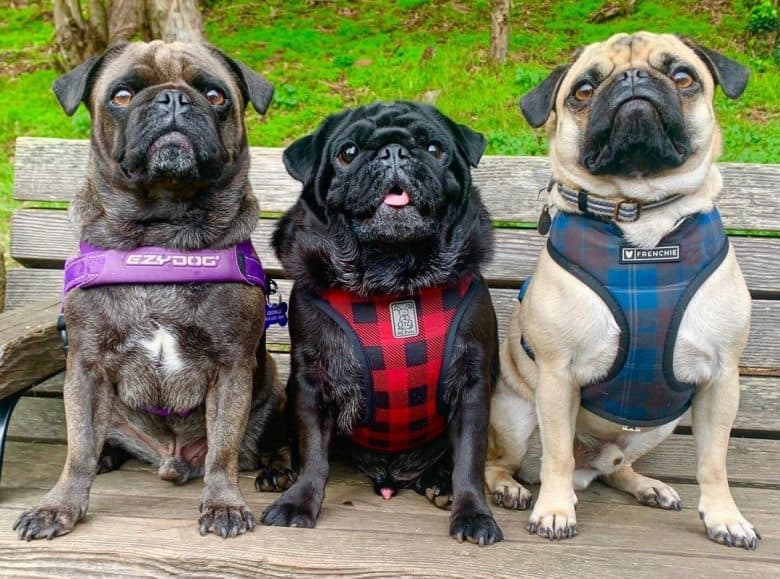 Tres Pugs sentados en un banco de madera con arneses